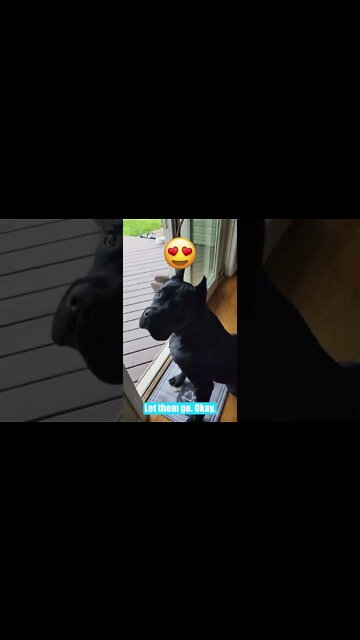 How To Get EYE CONTACT From Your Cane Corso WORKS EVERYTIME! #shorts #dogtraining #viral