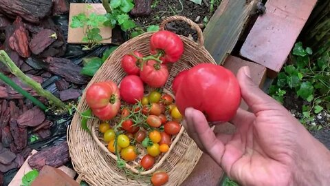 Finally, Some Sunshine For A Water-soaked Garden!