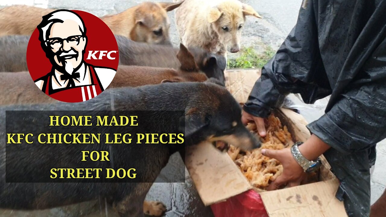 A group of Street dog eat 20 kg chicken leg pieces || Feeding not only monkeys but also dogs