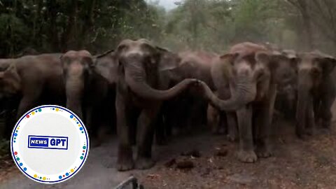 Hungry, wild elephants have loud standoff with park rangers |