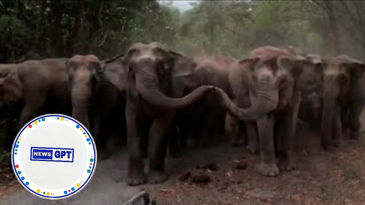 Hungry, wild elephants have loud standoff with park rangers |