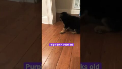 Purple girl 4 weeks old #shorts