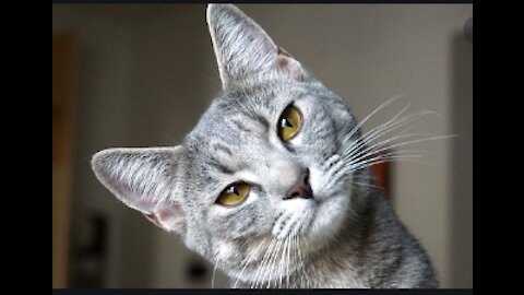 Cute Pets And Fanny Animals