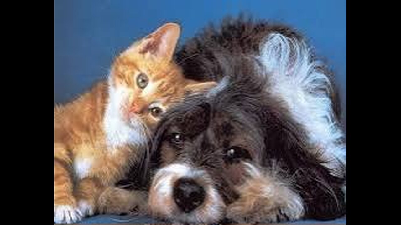 Cute animals