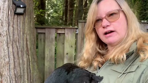 My duck thinks he’s a chicken