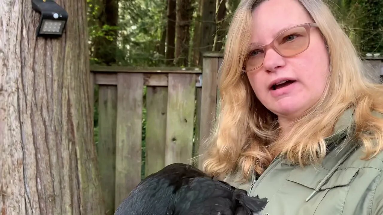 My duck thinks he’s a chicken