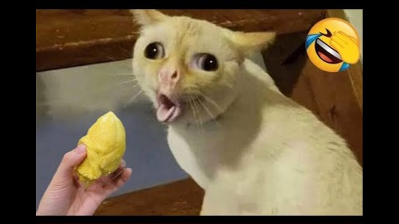 Funny animal videos 2023 best dogs and cats videos😹🤩