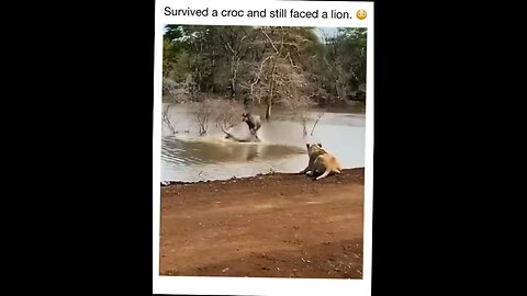 antelope escapes crocodile and then has to fight off lion