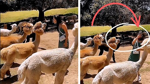 Funny Animal Compilation 2023 Hilarious Moments Caught on Rumble!