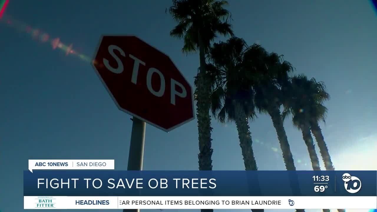 Residents fight to save palm trees in Ocean Beach