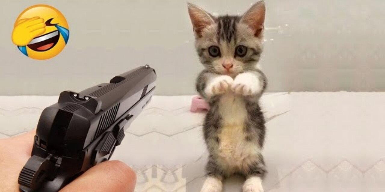 New funny video cutest cats and dogs 🐕 video