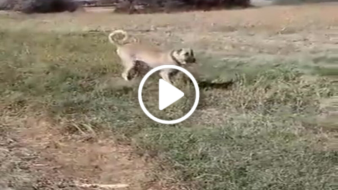 Giant Anatolian Shepherd Dog Walk