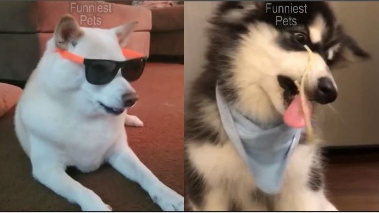 😉 Funniest Confused Pets Compilation 2023 | Funny Pet Videos.😆