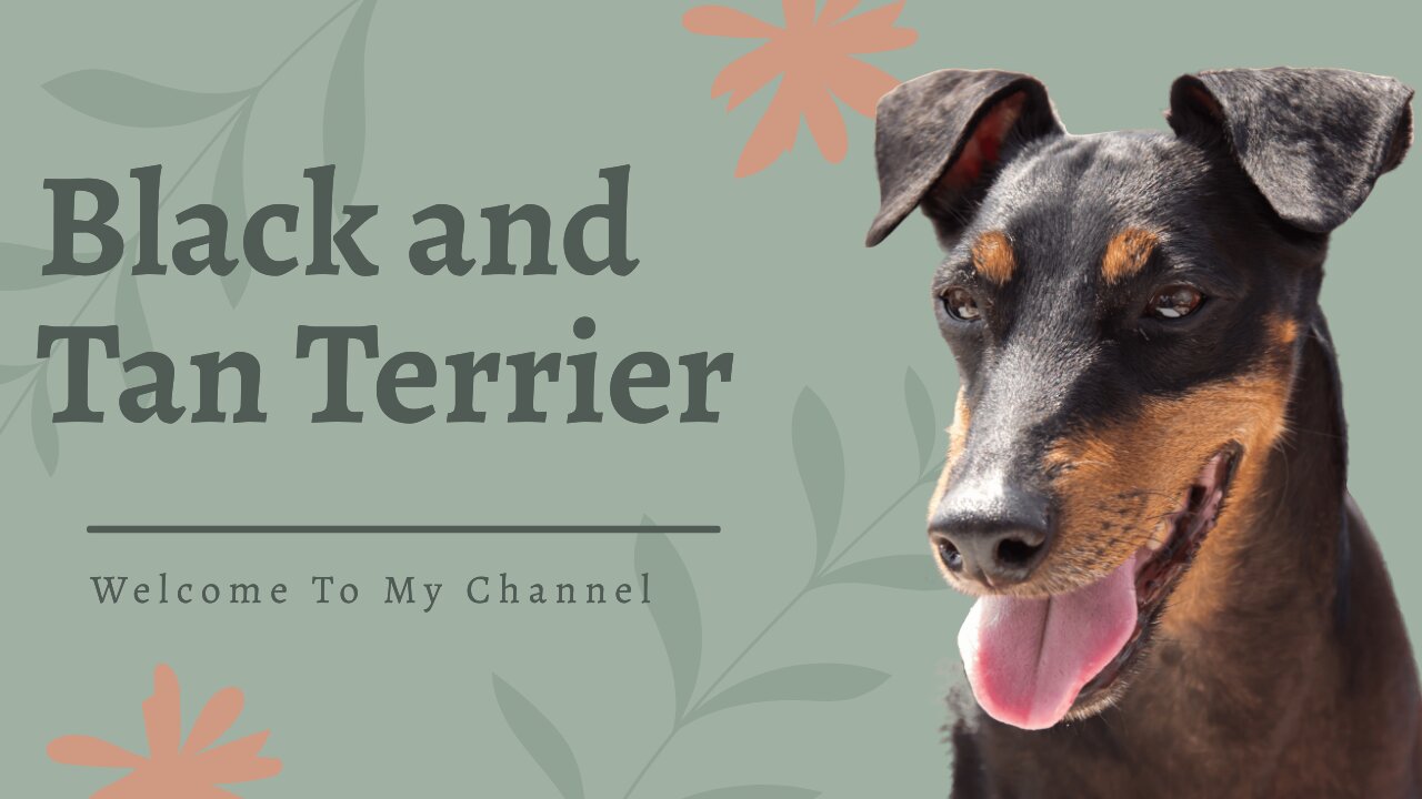 Black and Tan Terrier Dog Breed Information: Size, Personality, Training, and More!