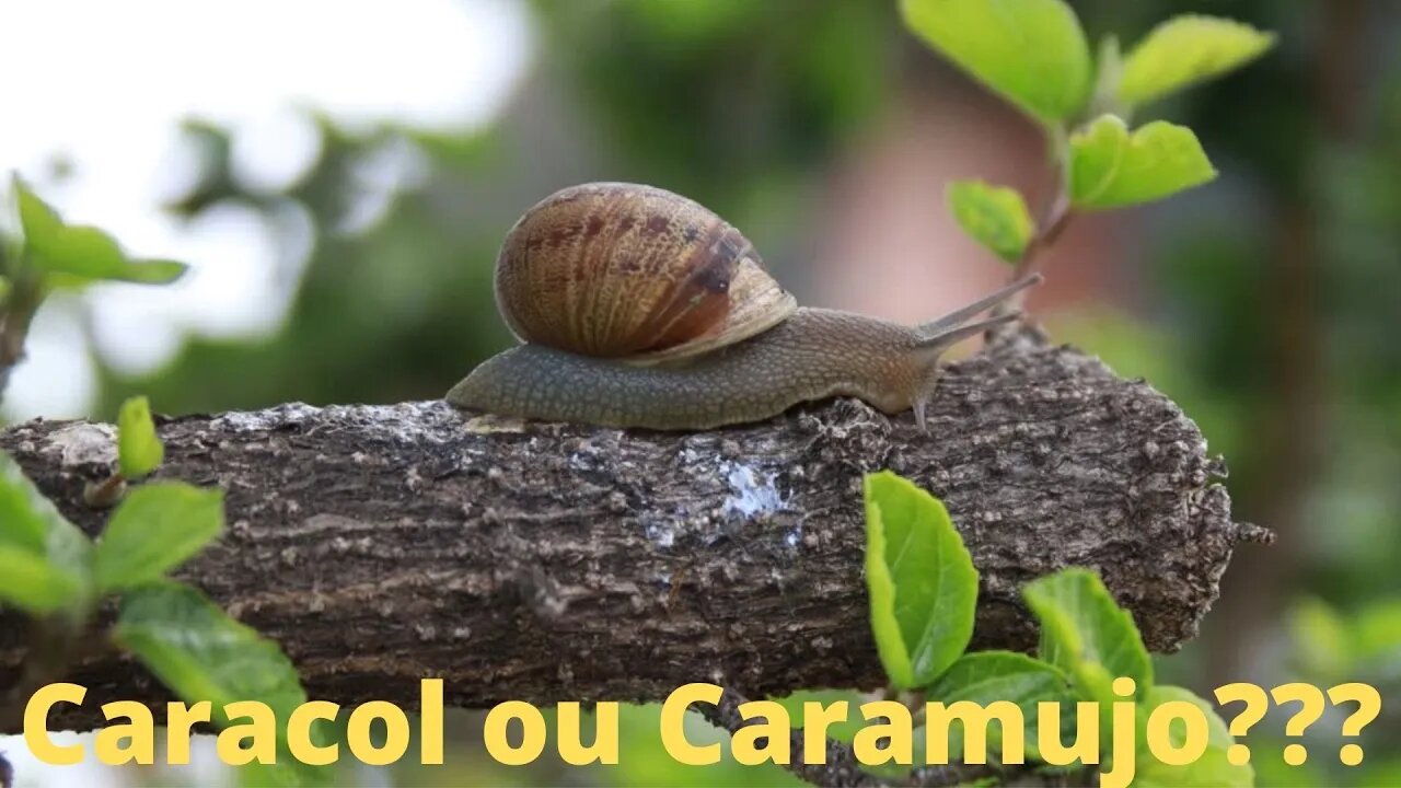 Caracol ou Caramujo 🐌🐌🐌