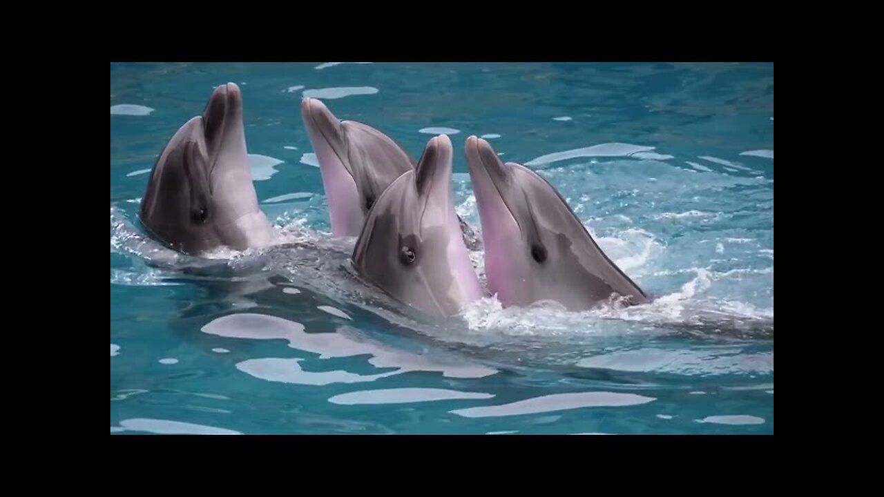 Dolphin dance and romance