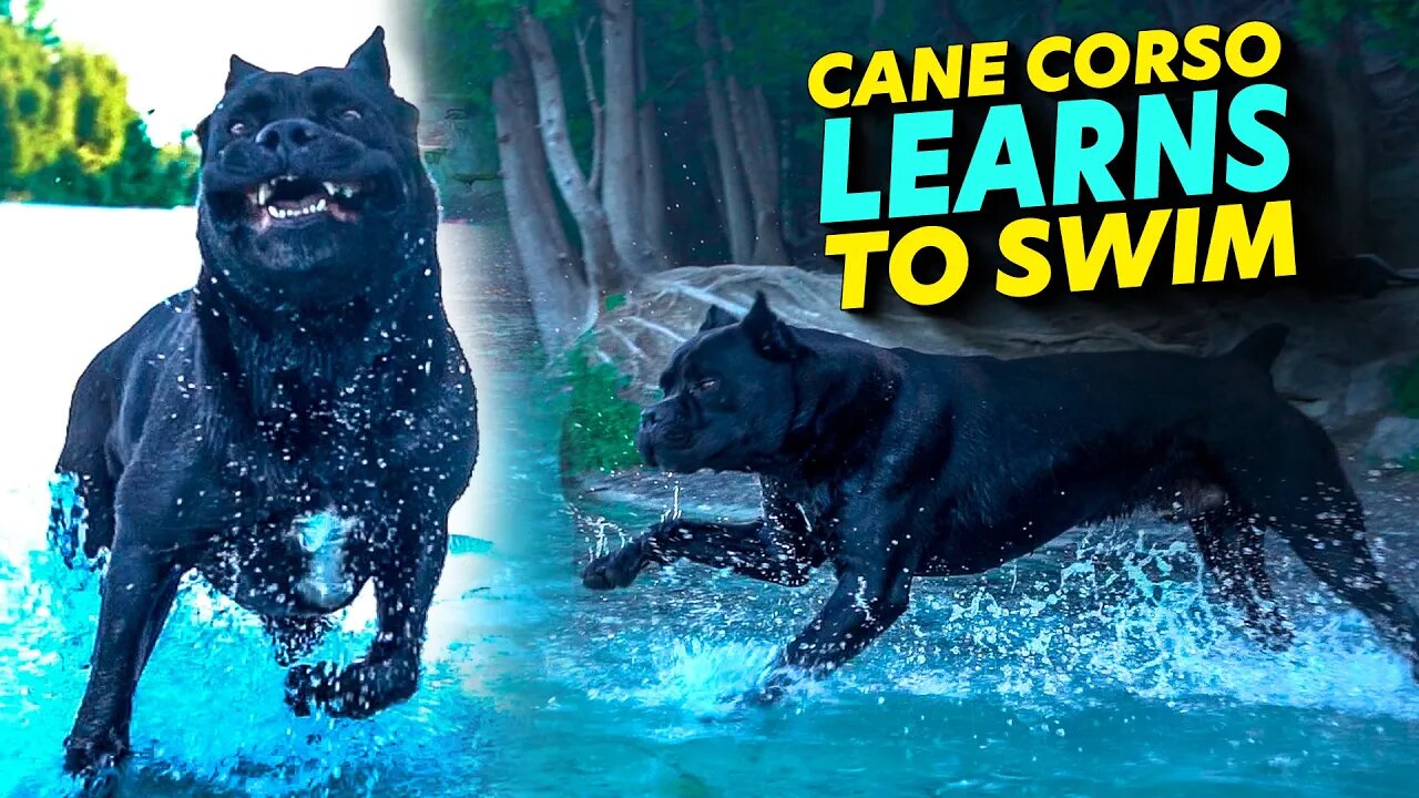 Cane Corso Learning To Swim Pt. 2