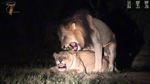 WILDlife: Night Time Lion Love