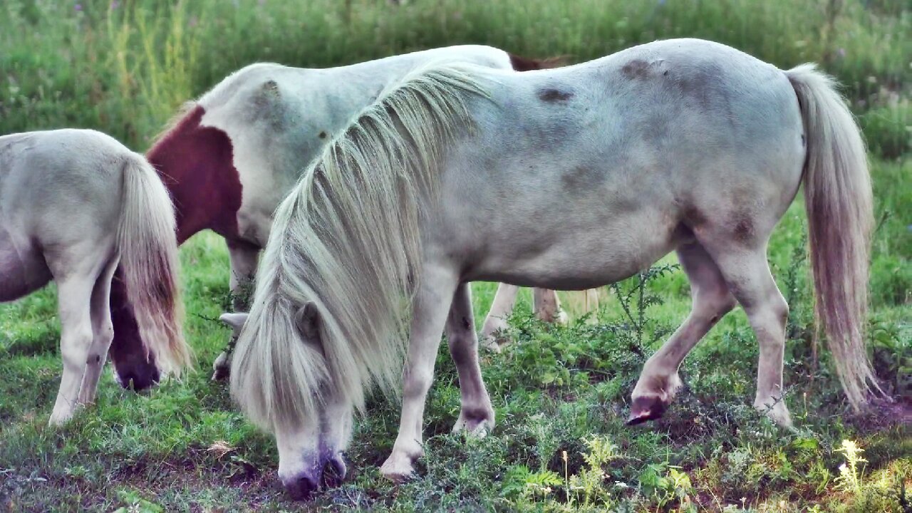 HORSE GRASS EATING||NEW GRASS 6 HORSE