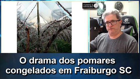 Meteorologia: Começa o drama da Fruticultura com pomares congelados em Fraiburgo SC