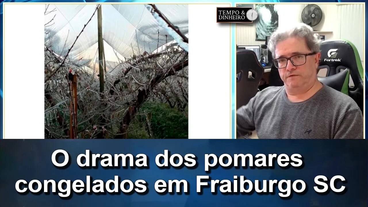 Meteorologia: Começa o drama da Fruticultura com pomares congelados em Fraiburgo SC