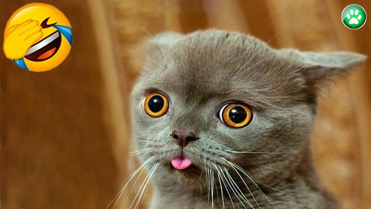Best of FUNNY and Cute Dogs And Cats Videos