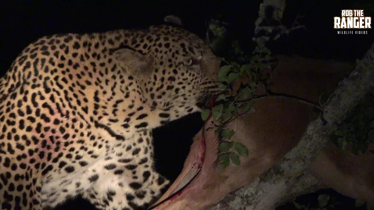 Big Male Leopard With A Very Fresh Impala In A Tree