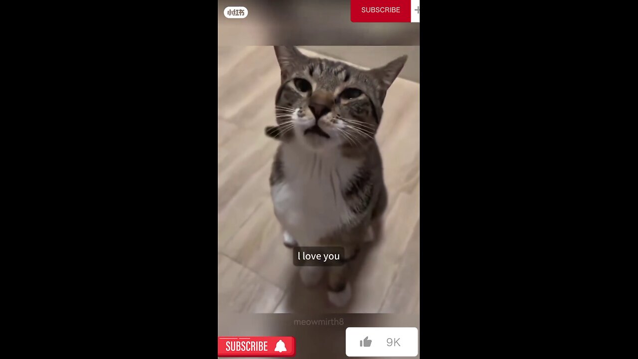 When your cat can talk