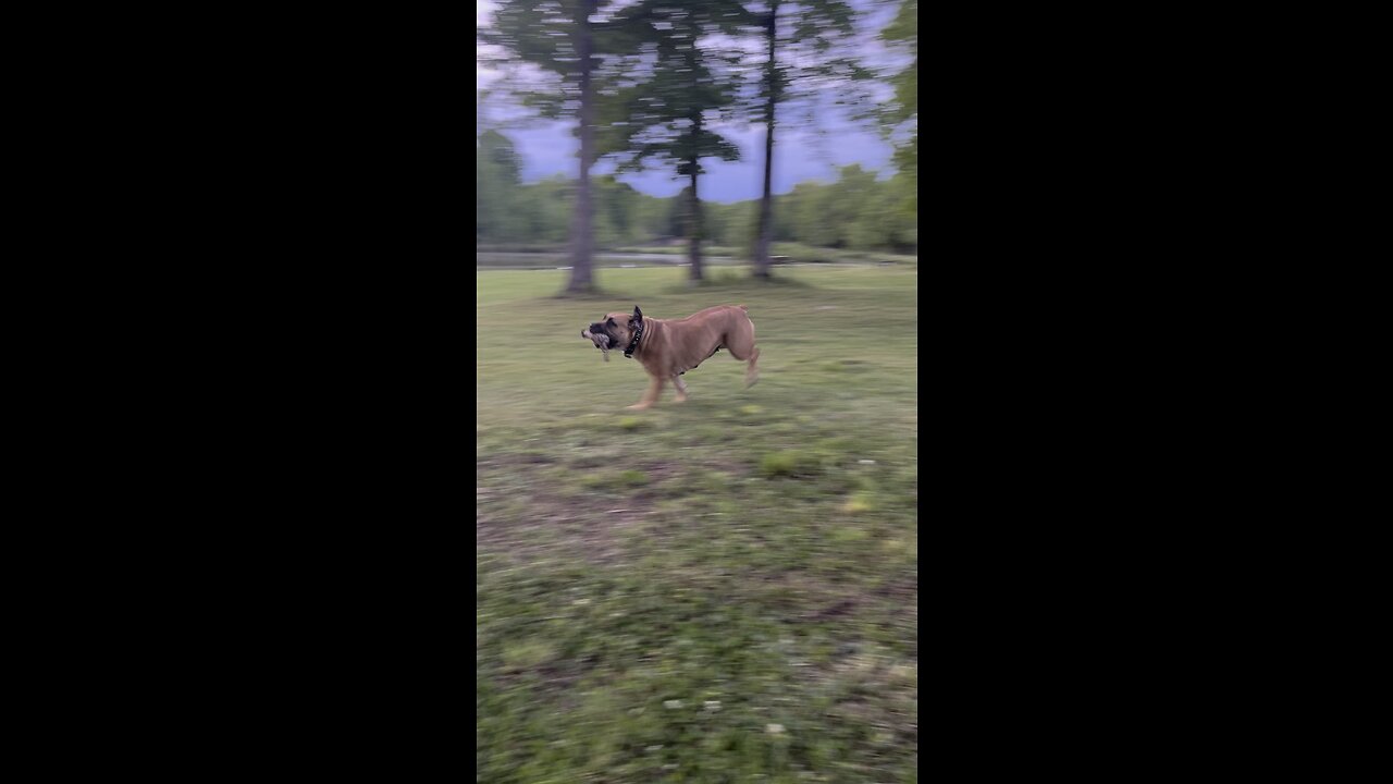 Double Dog Lucy