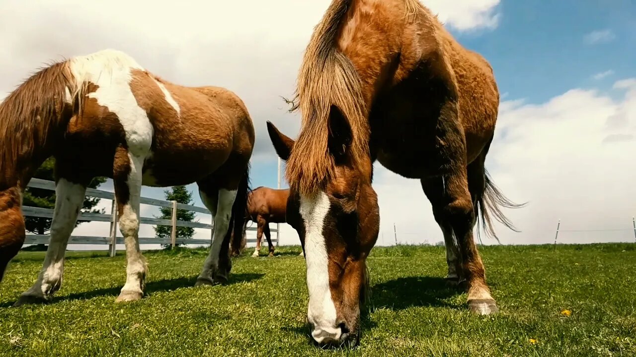 Space Time on Horse Pasture 🤷‍♂️