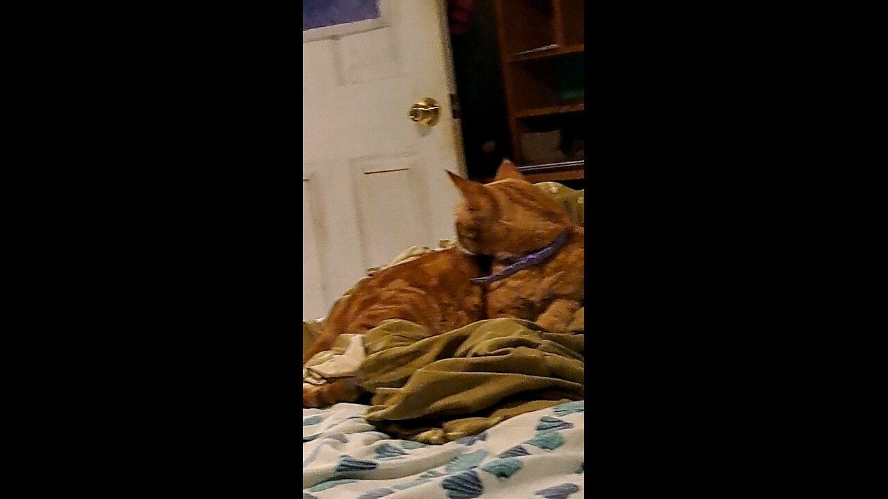 orange cat sleeping through a thunder storm