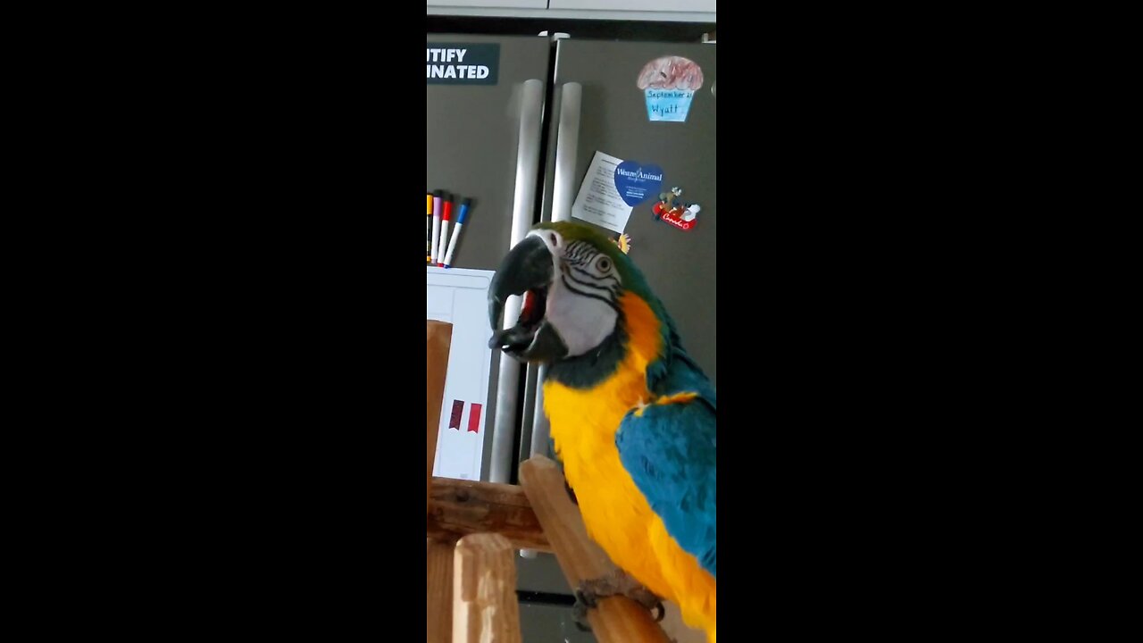 Stevie the Bird tongue wiggle and fail