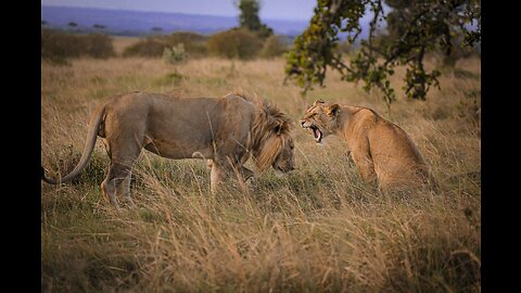 "Nature's Ballet: An Enchanting Dance of Wildlife" #wildlife #wildanimals #animals