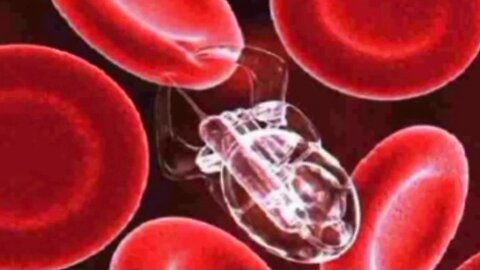 Research advances, highly technological artificial structures proliferate in the blood