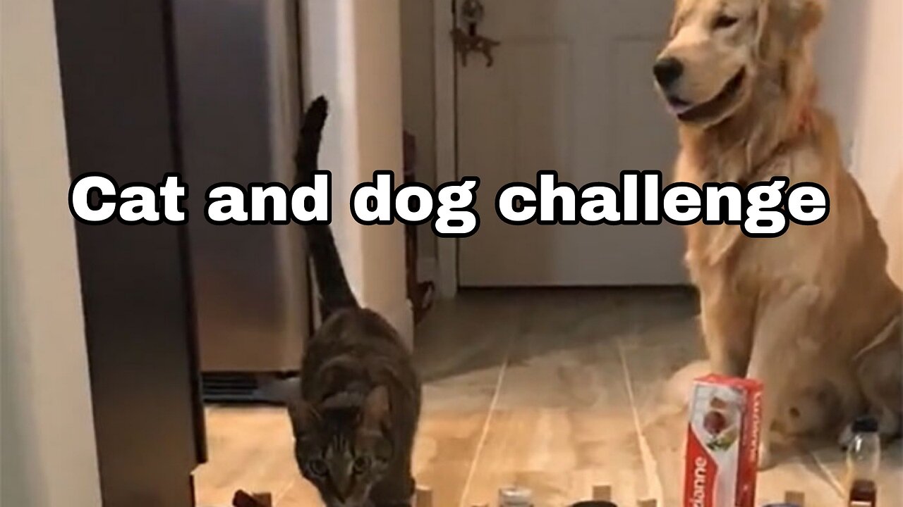 Challenge Cat vs dog