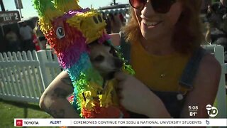 Chihuahuas at SoCal Taco Fest 2022 in San Diego