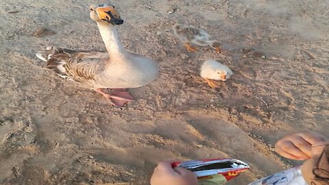 Angry Ducks Follow us for Snacks