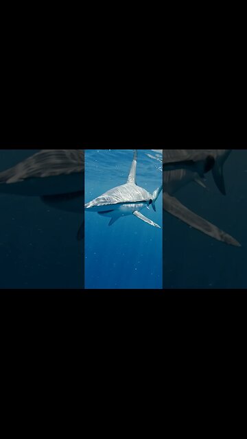 Upside Down - Scenes From The New York Dive #shorts