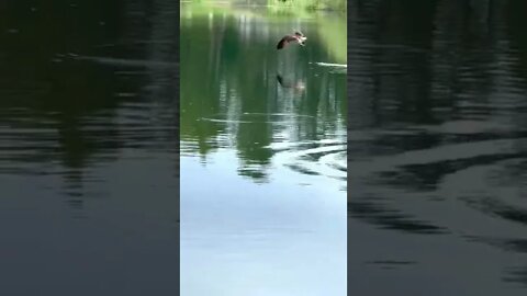 Osprey Goes Fly Fishing for Trout #shorts