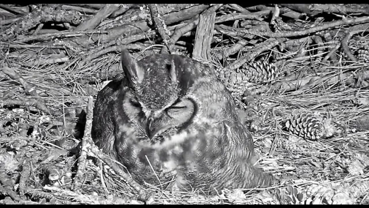 The Savannah Owls Celebrate 🦉 1/18/22 00:02 AM