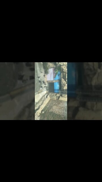 어린이대공원 펭귄