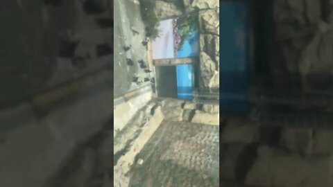 어린이대공원 펭귄