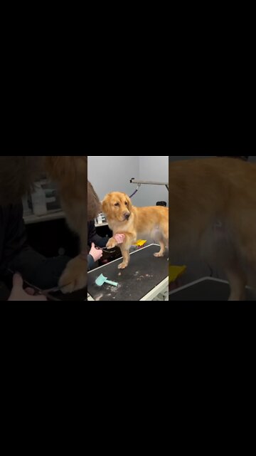 It is fun grooming a golden retriever everyone wants