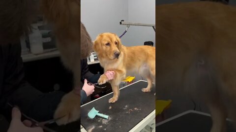 It is fun grooming a golden retriever everyone wants