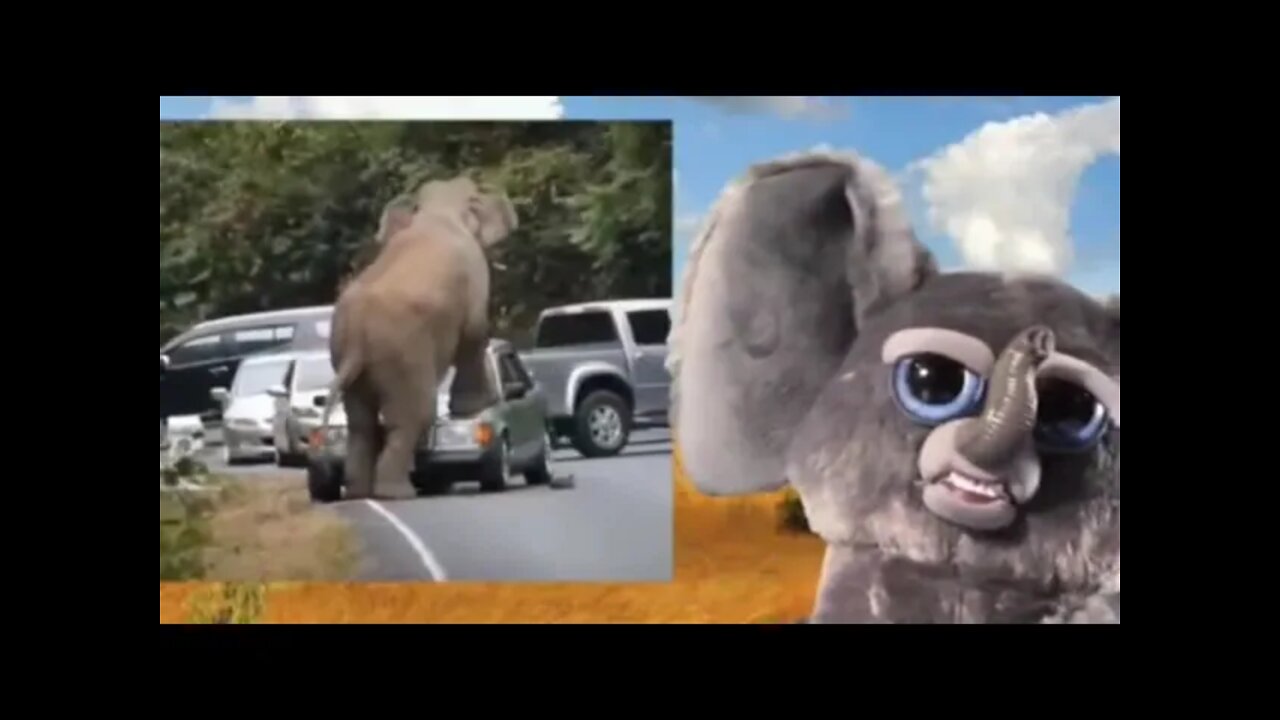 ELEFANTE 🐘FALANTE E SUAS PERIPÉCIAS 🤣😂😅