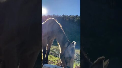 In memory. Arthur enjoys food and sunshine before being euthanised 💔🥲