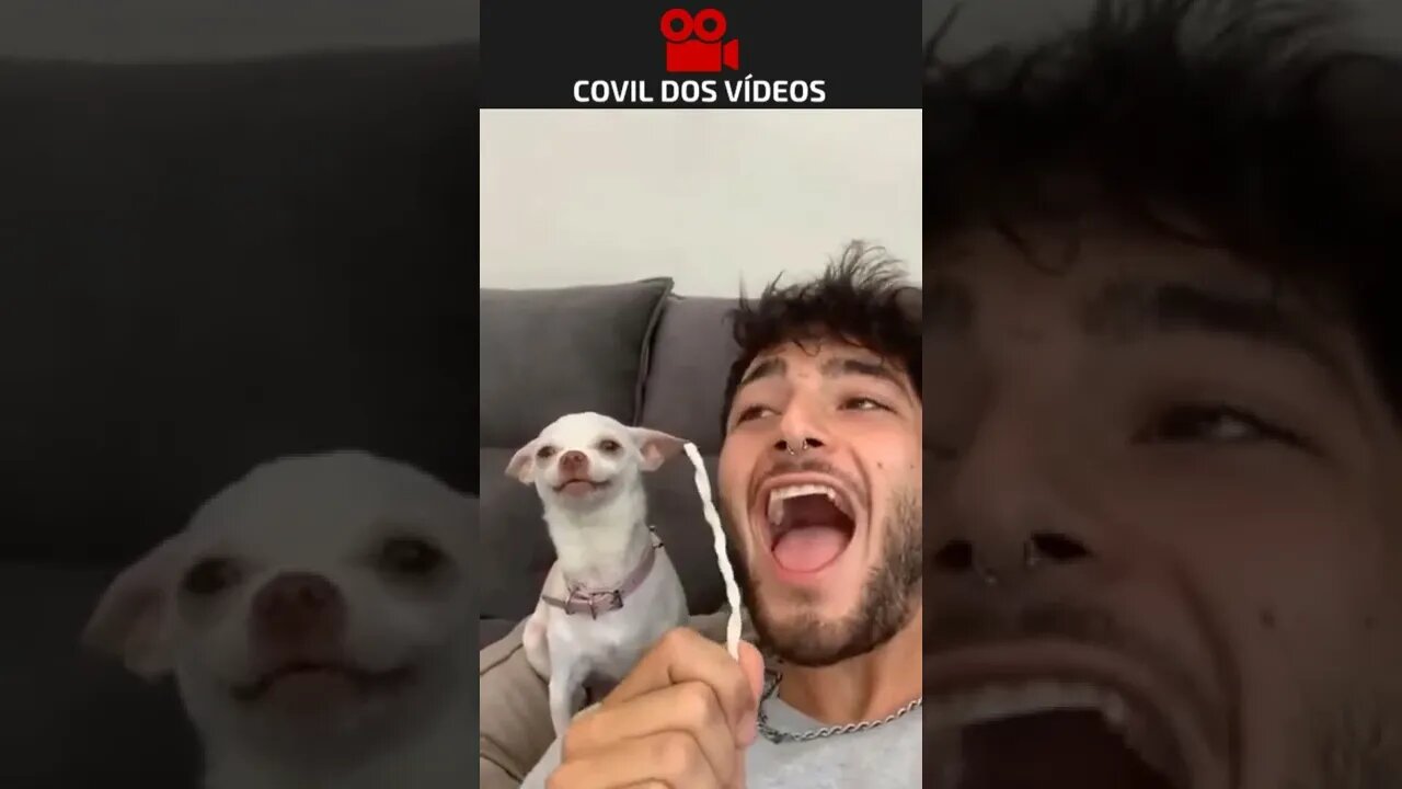 o cachorro mais furioso de todos