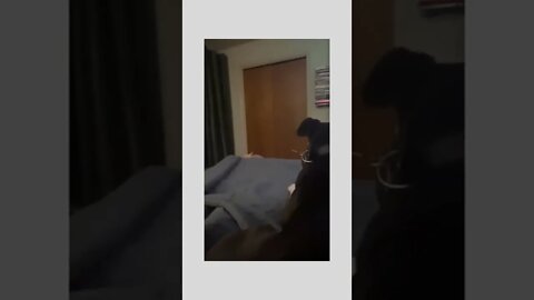 Waiting for the moment for the fierce attack. 😂😂🐕😼