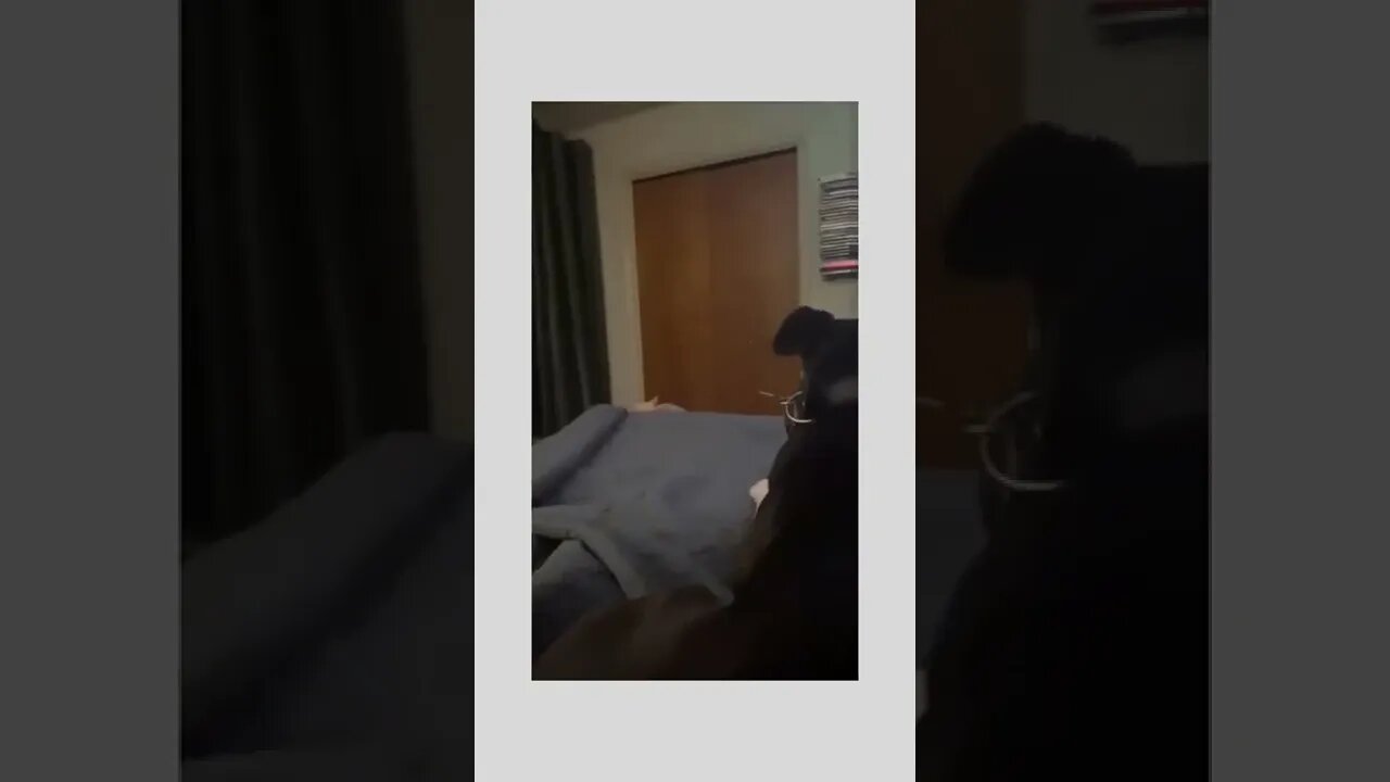 Waiting for the moment for the fierce attack. 😂😂🐕😼