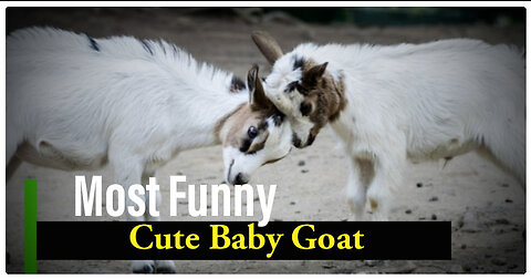 Most Funny and Cute Baby Goat Videos Compilation